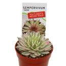 Exklusiver Hauswurz - Sempervivum - Ausgefallene Sammlersorte "Saxon" - weißbunte Rarität - je 3 Pflanzen im 5,5cm Topf