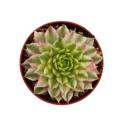 Joubarbe exclusive - Sempervivum - variété de collection inhabituelle "Saxon" - rareté de couleur blanche - 3 plantes chacune dans un pot de 5,5 cm