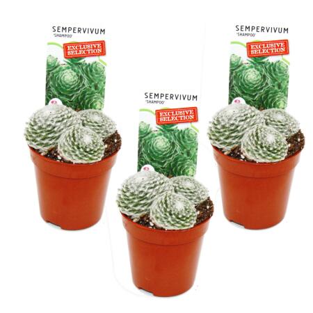 Exklusiver Hauswurz Sempervivum Ausgefallene Sammlersorte Shampoo Rarität 3 Pflanzen im 5,5cm Topf