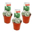 Joubarbe exclusive - Sempervivum - variété...