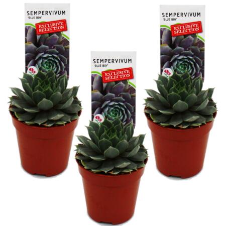 Hauswurz Sempervivum Ausgefallene Sammlersorte Blue Boy Rarität je 3 Pflanzen im 5,5cm Topf
