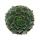 Hauswurz Sempervivum Ausgefallene Sammlersorte Blue Boy Rarität je 3 Pflanzen im 5,5cm Topf