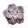 Echeveria - Perle von Nürnberg - kleine Pflanze im 5,5cm Topf
