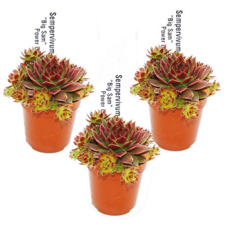 Joubarbe exclusive - Sempervivum - variété de collection inhabituelle "Big Sam" ou "Power Grenade" - rareté - 3 plantes chacune dans un pot de 5,5 cm
