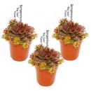 Joubarbe exclusive - Sempervivum - variété de collection inhabituelle "Big Sam" ou "Power Grenade" - rareté - 3 plantes chacune dans un pot de 5,5 cm