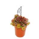 Exclusive houseleek - Sempervivum - unusual collectors variety "Big Sam" or "Power Grenade" - rarity - 3 plants each in a 5.5cm pot