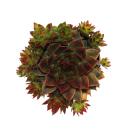 Exklusiver Hauswurz - Sempervivum - Ausgefallene Sammlersorte "Big Sam" bzw. "Power Grenade" - Rarität - je 3 Pflanzen im 5,5cm Topf