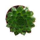 Exklusiver Hauswurz - Sempervivum - Ausgefallene Sammlersorte "Flasher" - Rarität - je 3 Pflanzen im 5,5cm Topf