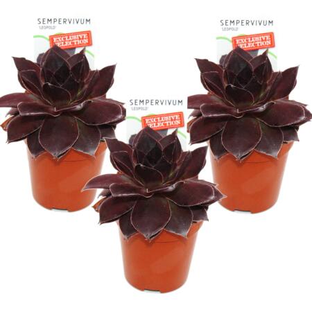 Exklusiver Hauswurz Sempervivum Ausgefallene Sammlersorte Leopold dunkelrote Rarität je 3 Pflanzen im 5,5cm Topf Leopold