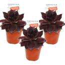 Joubarbe exclusive - Sempervivum - variété de collection inhabituelle "Leopold" - rareté rouge foncé - 3 plantes chacune dans un pot de 5,5 cm Leopold