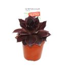 Joubarbe exclusive - Sempervivum - variété de collection inhabituelle "Leopold" - rareté rouge foncé - 3 plantes chacune dans un pot de 5,5 cm Leopold