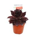 Exklusiver Hauswurz Sempervivum Ausgefallene Sammlersorte Leopold dunkelrote Rarität je 3 Pflanzen im 5,5cm Topf Leopold