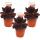 Exclusive houseleek - Sempervivum - unusual collectors variety "Leopold" - dark red rarity - 3 plants each in a 5.5 cm pot Leopold