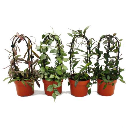 Hoya - porcelain flower - wax flower - houseplant on double arch - 12cm pot