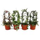 Hoya - Porzellanblume - Wachsblume - Zimmerpflanze am...