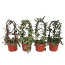 Hoya - Porzellanblume - Wachsblume - Zimmerpflanze am...