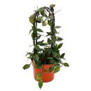 Hoya krohniana "Black" - Porzellanblume - Wachsblume - Zimmerpflanze am Doppelbogen - 12cm Topf