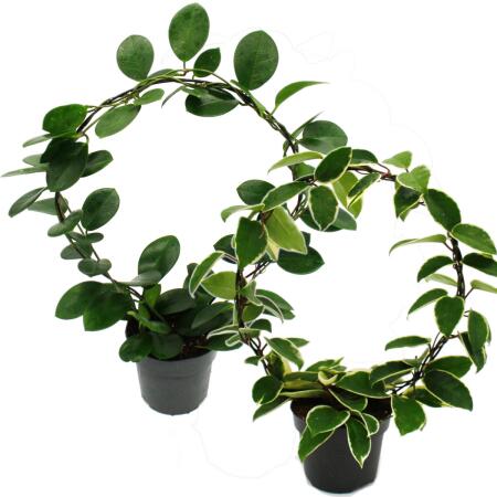 Hoya - fleur de porcelaine - fleur de cire - plante d’intérieur robuste sur le grand arc en plein cintre - pot de 12cm