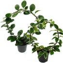 Hoya - porcelain flower - wax flower - robust houseplant...