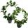 Hoya - fleur de porcelaine - fleur de cire - plante d’intérieur robuste sur le grand arc en plein cintre - pot de 12cm