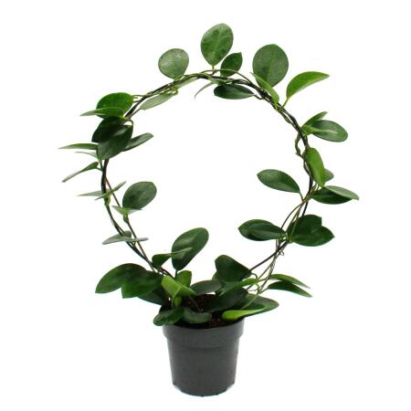 Hoya australis - Porzellanblume - Wachsblume - Robuste Zimmerpflanze am großen Rundbogen - 12cm Topf
