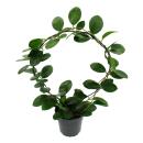 Hoya australis - Porzellanblume - Wachsblume - Robuste Zimmerpflanze am großen Rundbogen - 12cm Topf