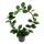 Hoya australis - Porzellanblume - Wachsblume - Robuste Zimmerpflanze am großen Rundbogen - 12cm Topf