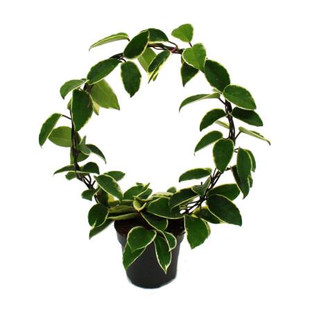 Hoya carnosa "Krimson" - porcelain flower - wax flower - robust houseplant on a large round arch - 12cm pot