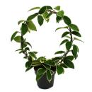 Hoya carnosa "Krimson" - porcelain flower - wax flower - robust houseplant on a large round arch - 12cm pot