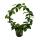 Hoya carnosa "Krimson" - porcelain flower - wax flower - robust houseplant on a large round arch - 12cm pot