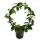 Hoya carnosa "Krimson" - porcelain flower - wax flower - robust houseplant on a large round arch - 12cm pot