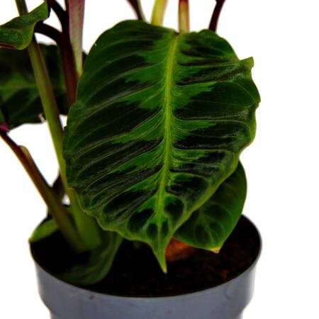 Schattenpflanze mit samtigen Blttern und toller Zeichnung Calathea  warscewiczii Samtmarante Korbmarante 14cm Topf ca. 40-50cm hoch