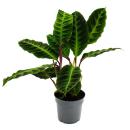 Shade plant with velvety leaves and great drawing -...
