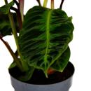 Shade plant with velvety leaves and great drawing -...