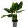 Schattenpflanze mit samtigen Bl&auml;ttern und toller Zeichnung - Calathea warscewiczii - Samtmarante - Korbmarante - 14cm Topf - ca. 40-50cm hoch