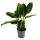 Shade plant with velvety leaves and great drawing - Calathea warscewiczii - Velvet marante - Basket marante - 14cm pot - approx. 40-50cm high