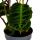 Schattenpflanze mit samtigen Blättern und toller Zeichnung Calathea warscewiczii Samtmarante Korbmarante 14cm Topf ca. 40-50cm hoch
