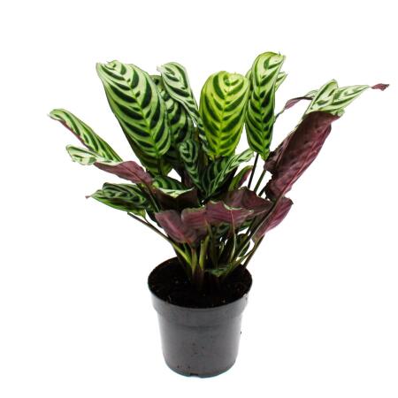 Audible shade plant with great leaf patterns - Ctenanthe burle-marxii - Marante - Korbmarante - 14cm pot - approx. 40cm high