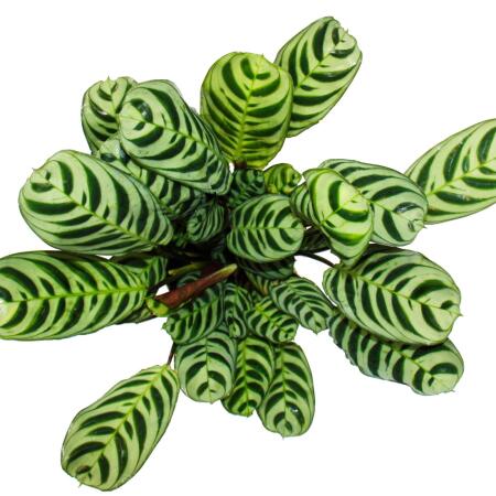 Audible shade plant with great leaf patterns - Ctenanthe burle-marxii