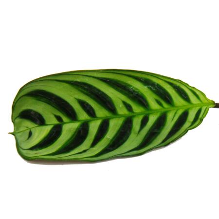 Audible shade plant with great leaf patterns - Ctenanthe burle-marxii