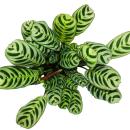 H&ouml;rbare Schattenpflanze mit tollen Blattmustern -...
