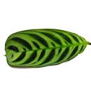 Plante d’ombrage audible avec de grands motifs de feuilles - Ctenanthe burle-marxii - Marante - Korbmarante - pot de 14cm - env. 40cm de haut