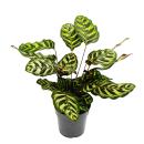 Shade plant with special leaf pattern - Calathea makoyana...