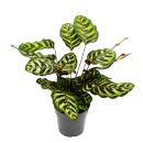 Schattenpflanze mit besonderem Blattmuster - Calathea...