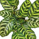 Schattenpflanze mit besonderem Blattmuster - Calathea makoyana - Korbmarante - 14cm Topf - ca. 35-40cm hoch