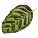 Shade plant with special leaf pattern - Calathea makoyana - basket marante - 14cm pot - approx. 35-40cm high