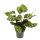 Schattenpflanze mit besonderem Blattmuster - Calathea makoyana - Korbmarante - 14cm Topf - ca. 35-40cm hoch
