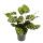 Schattenpflanze mit besonderem Blattmuster Calathea makoyana Korbmarante 14cm Topf ca. 35-40cm hoch