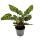Schattenpflanze mit besonderem Blattmuster Calathea makoyana Korbmarante 14cm Topf ca. 35-40cm hoch
