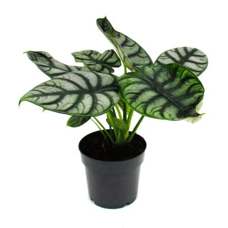 Alocasia baginda Silver Dragon - Tropical root - Alocasia - Silver Dragonscale Arrow Leaf - 12cm pot